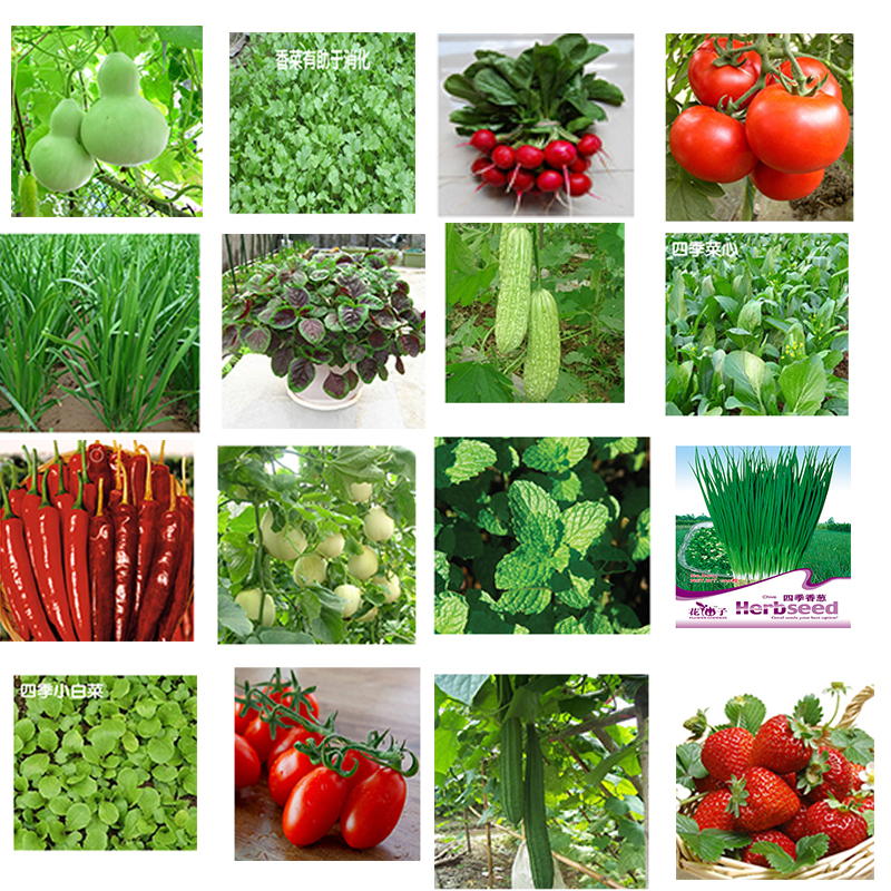 四季青菜种籽农家蔬菜种子香菜生菜鸡毛菜小白菜油菜春季秋季种籽